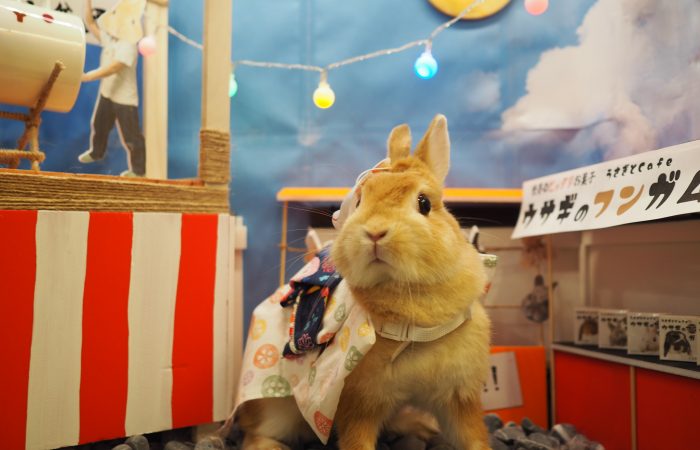 うさぎ様専用 うさぎ様専用ページ うさぎさま 専用ページ うさぎ