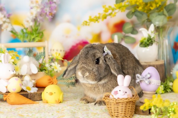 うさぎカフェ – うさぎのワンダーランド うさぎとカフェ