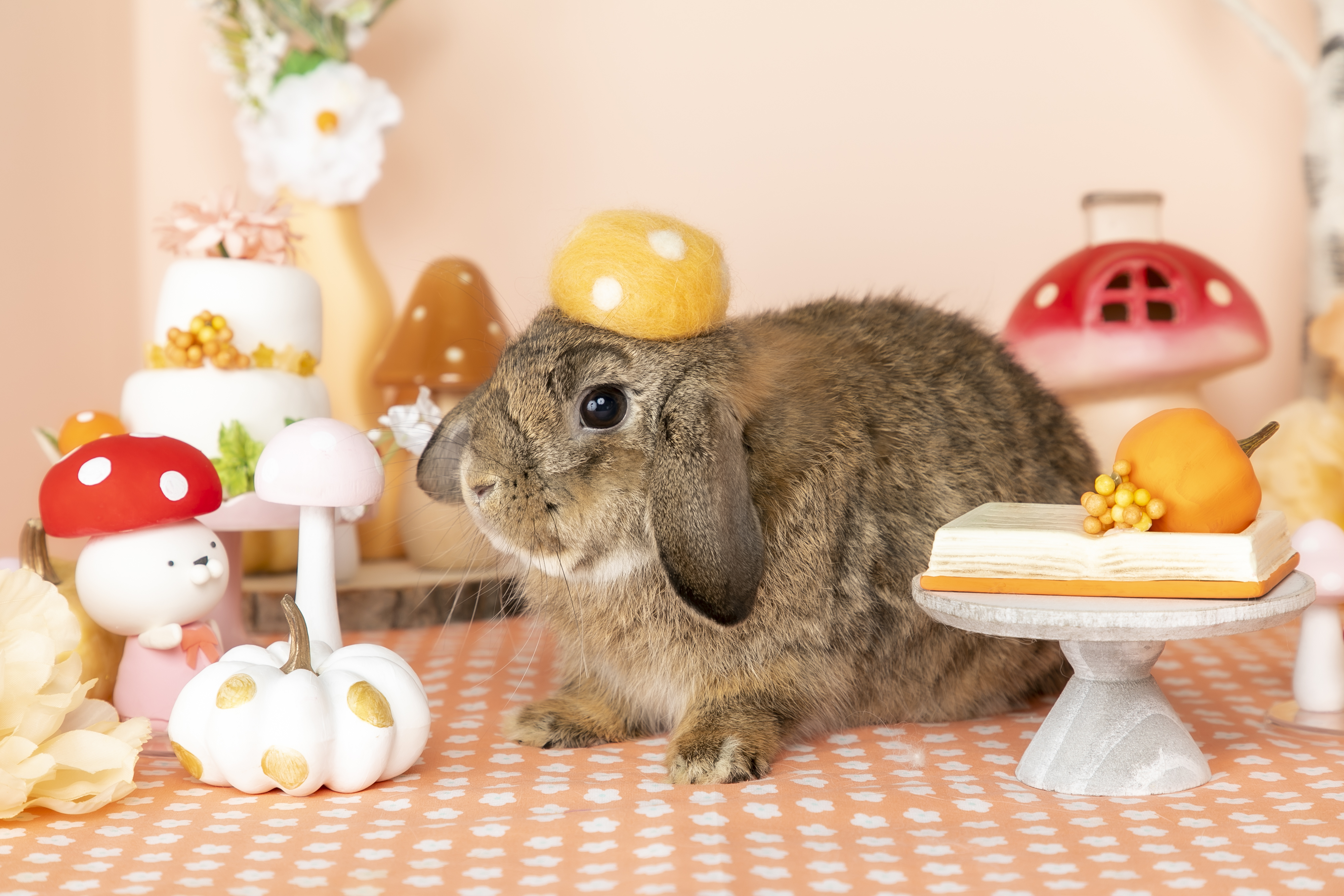 クリスタルボーイくん – うさぎのワンダーランド うさぎとカフェ