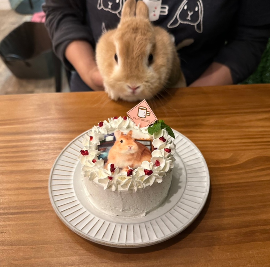 うさぎ カフェ スィーツ チャーム ケーキ
