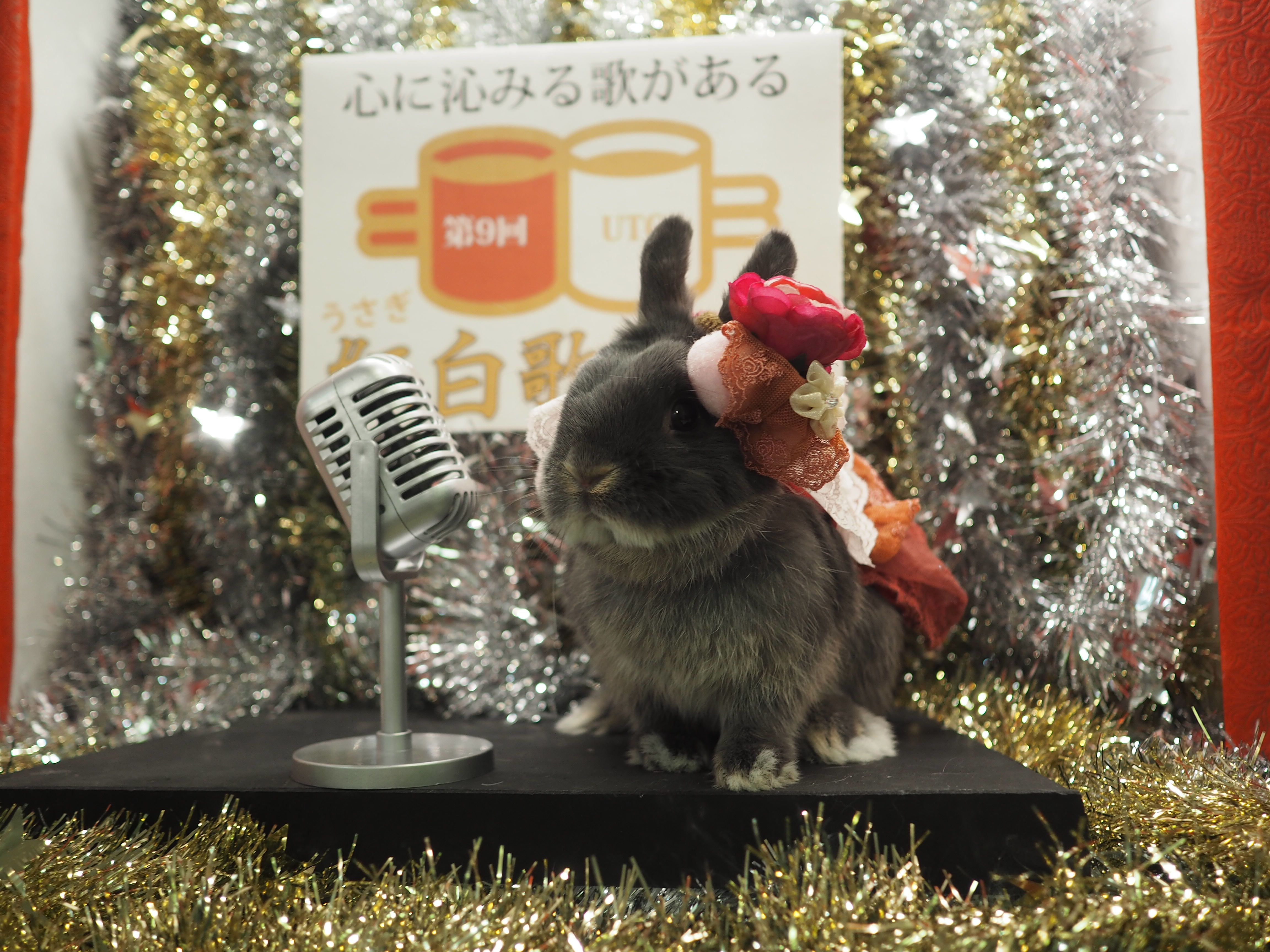 12月の撮影台～うさぎ紅白歌合戦～ – うさぎのワンダーランド うさぎと