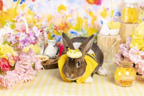 うさぎカフェ – うさぎのワンダーランド うさぎとカフェ