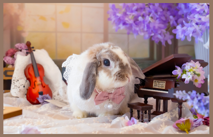 うさぎのワンダーランド うさぎとカフェ – うさぎの