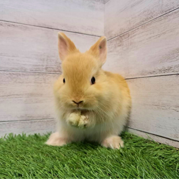 うさぎの販売 – うさぎのワンダーランド うさぎとカフェ