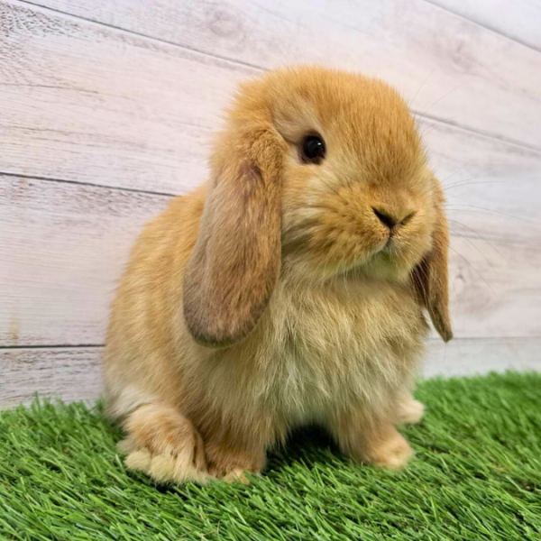 子うさぎ一覧 – うさぎのワンダーランド うさぎとカフェ