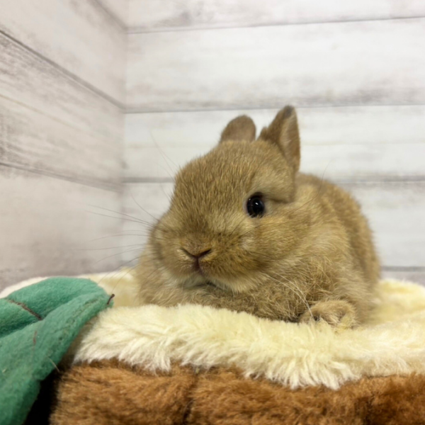 子うさぎ一覧 – うさぎのワンダーランド うさぎとカフェ