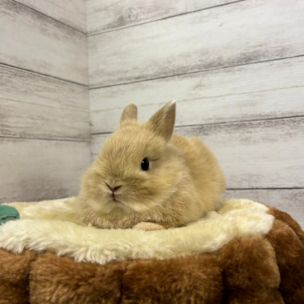 うさぎの販売 – うさぎのワンダーランド うさぎとカフェ