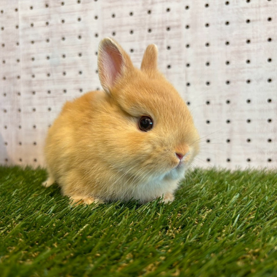 子うさぎ一覧 – うさぎのワンダーランド うさぎとカフェ